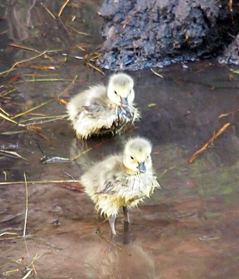 [Two goslings stand in water shallow enough that their bodies are above the water line. The lower half of their bodies is wet from swimming and very different-looking from the fuzzy down which is dry. ]
